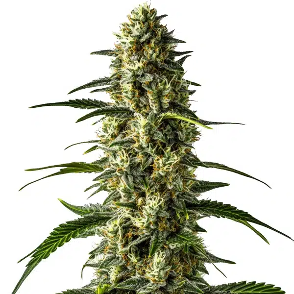 Girl Scout Cookies x Cheese Seeds