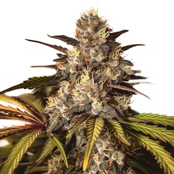 Girl Scout Cookies x Do-Si-Dos Seeds