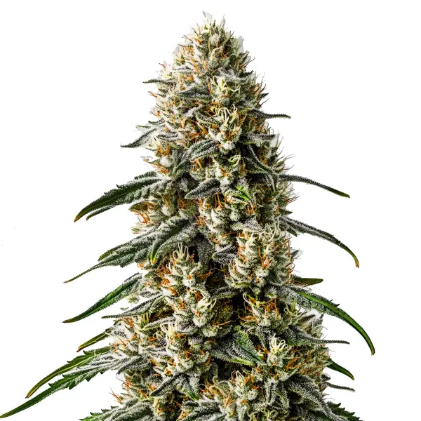 Girl Scout Cookies x Jack Herer Seeds