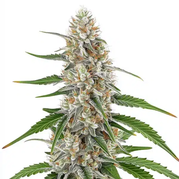 Girl Scout Cookies x OG Kush Regular Seeds