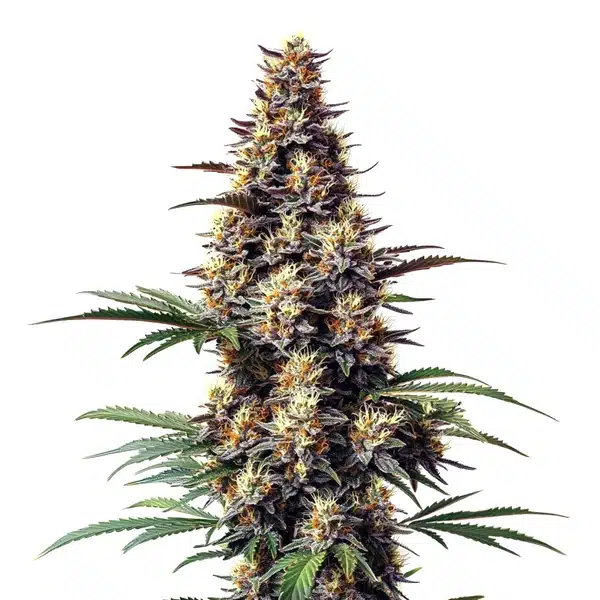 Grandaddy Black Seeds