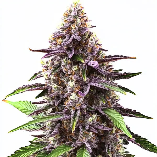 Grandaddy Purple Regular Seeds