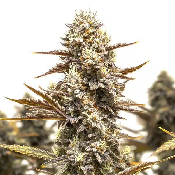 Granddady Gorilla Autoflower Seeds