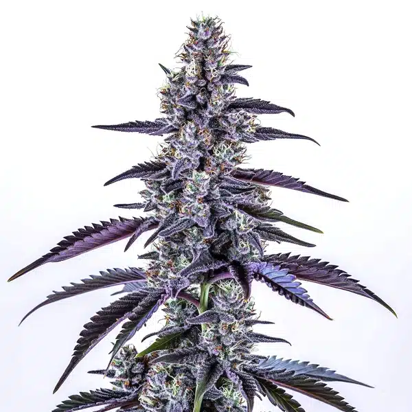 Grape Ape Autoflower Seeds