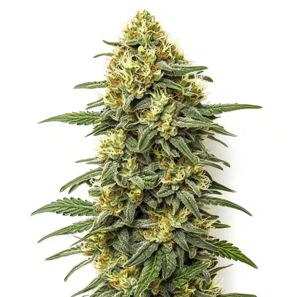 Grapefruit Regular Seeds