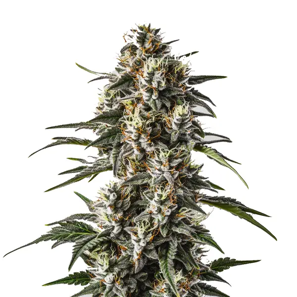 Great White Shark Seeds
