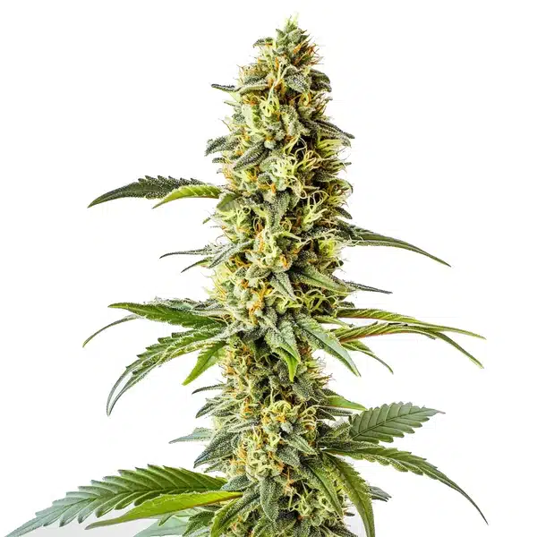 Green Crack x Core Seeds