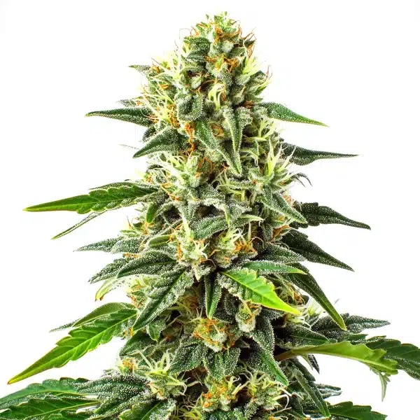 Green Crack x Somango Seeds