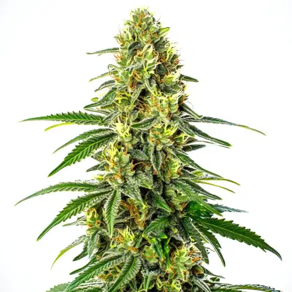 Green Crack x Super Silver Haze Seeds