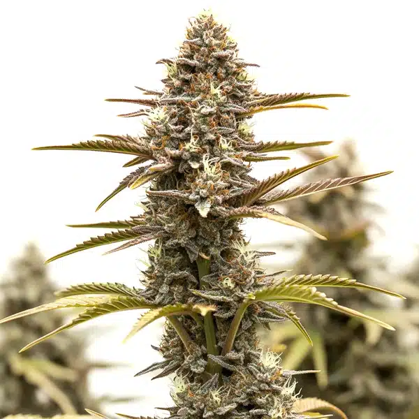 Grizzly Purple Kush Seeds