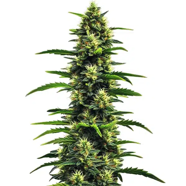 Gushers Seeds