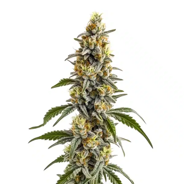 Harlequin x Bubba Kush Regular Seeds