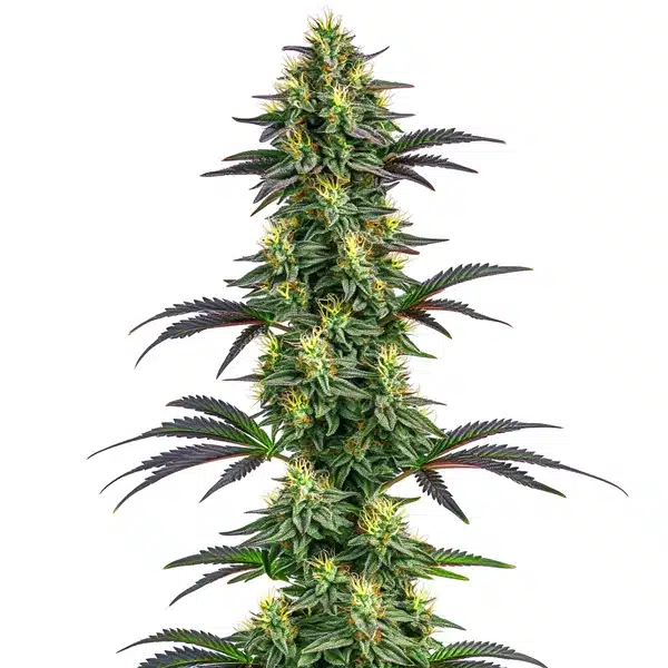 Hawaii x Purple Skunk Seeds