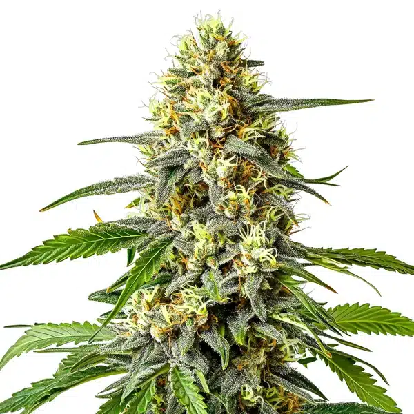 Haze XL Auto Seeds