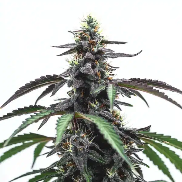 Head Band Seeds