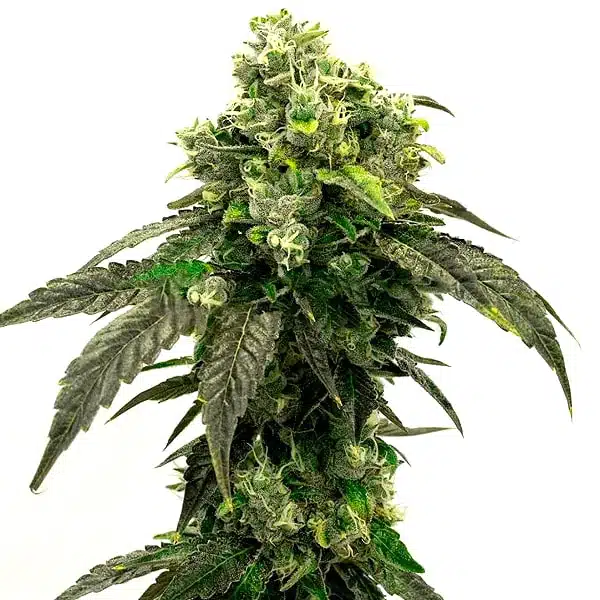 Hindu Kush Seeds