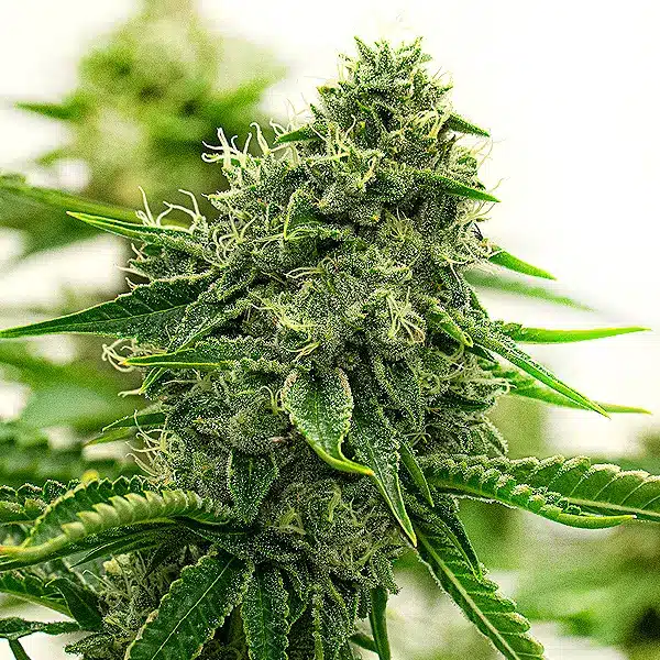 Hippo High Seeds
