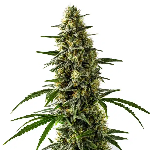 Jack Herer x Skunk Seeds
