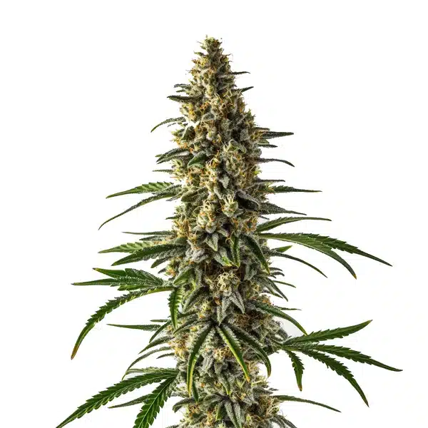 Jack Herer x Super Skunk Seeds
