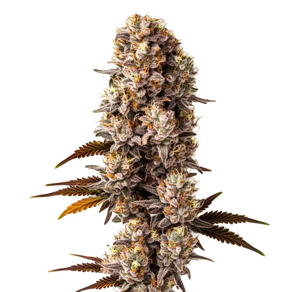Killer Seeds