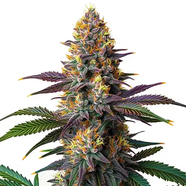 Kush Mints Fast Version Seeds
