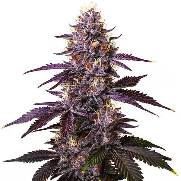 Kushberry Seeds