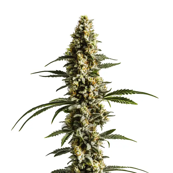 Lemon Haze Autoflower F1 Seeds