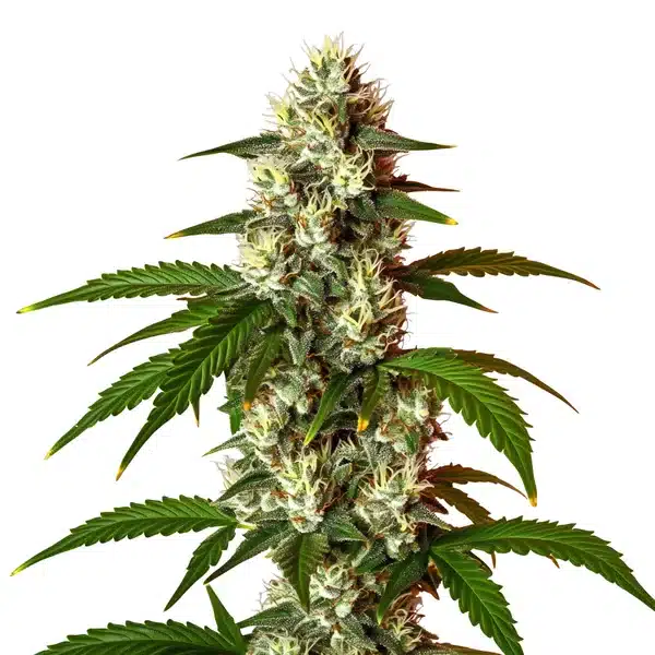 Lemon OG Fast Version Seeds