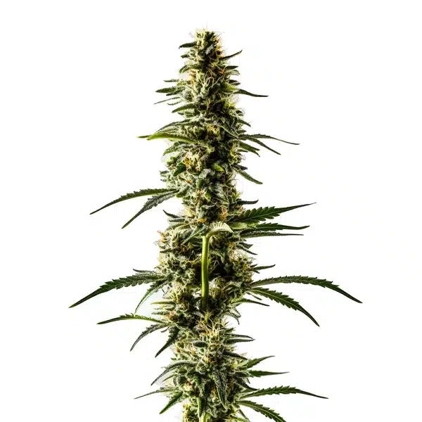 Lemon Skunk Seeds