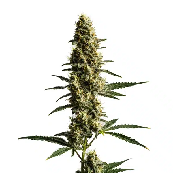 Love Potion Auto Seeds