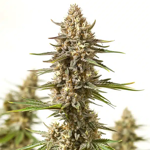 Lyly Sour x Blue OG Seeds