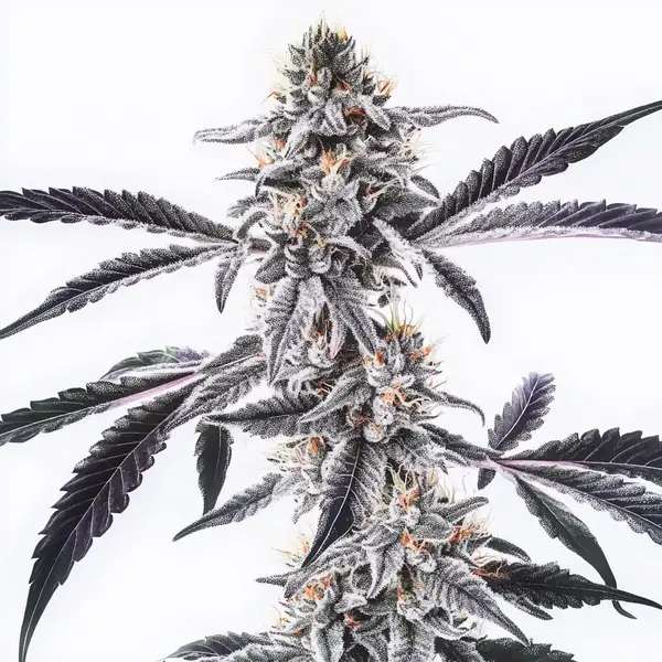 MAC x Rainbow Regular Seeds