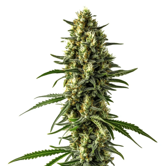 Mamba Negra CBD Auto Seeds