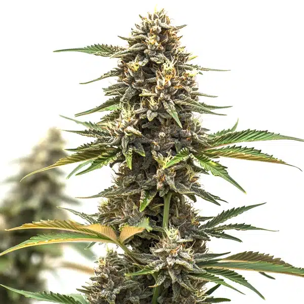 Mandarine Auto Seeds