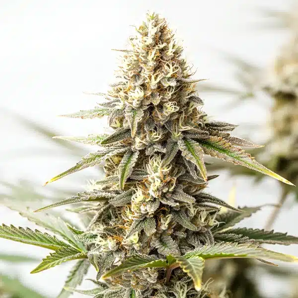 Maracuya Auto Seeds