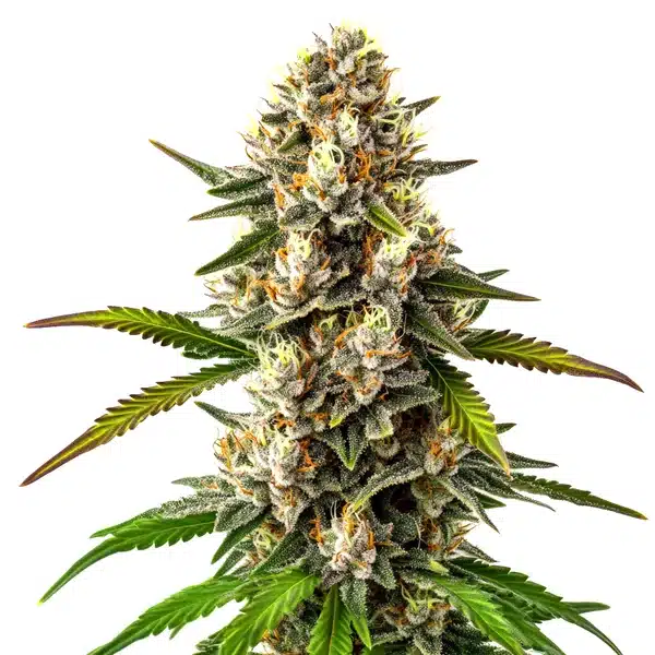 Maracuya Regular Seeds