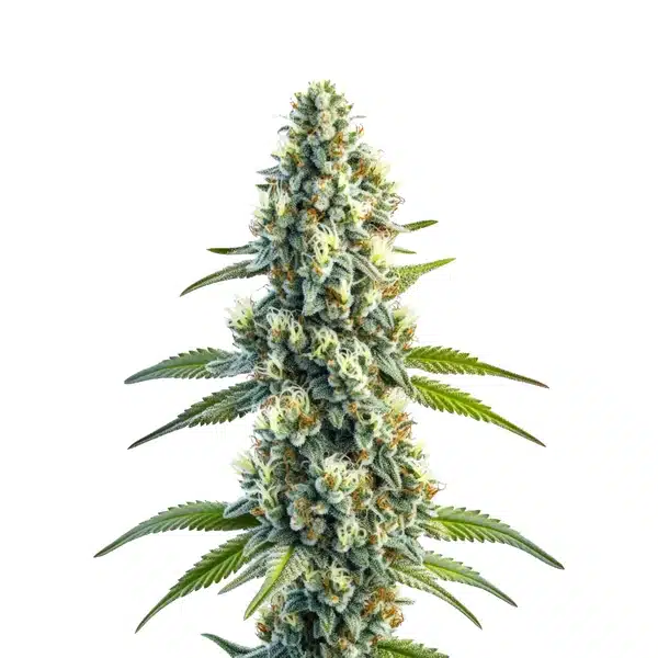 Master Kush Regular Seeds