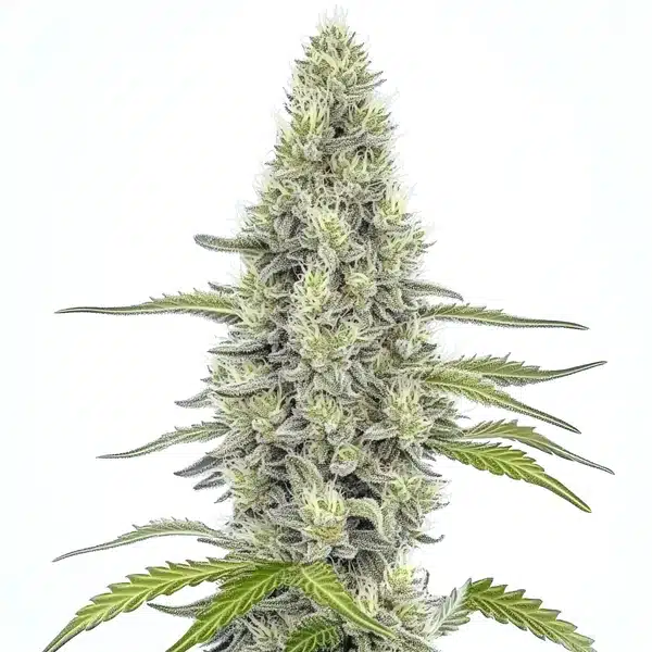 Mazar Seeds