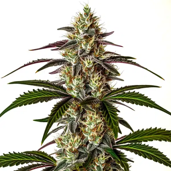Moby x Do-Si-Dos Seeds
