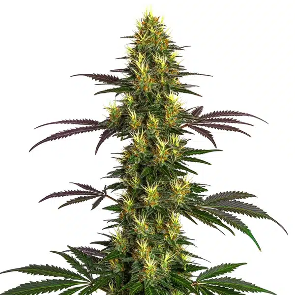 Mohan Ram Seeds