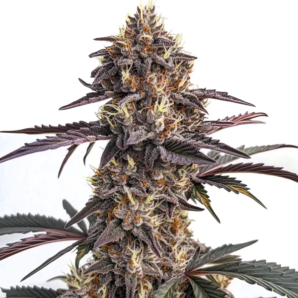 Moonshine Cookies Auto Seeds