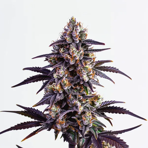 Motor Breath Seeds