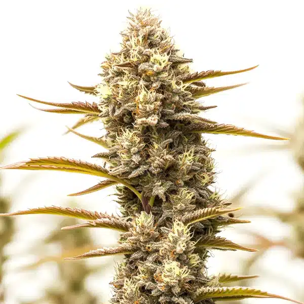 Northern Lights x Blueberry Auto Seeds