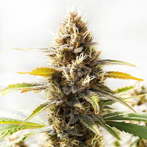 Northern Lights x Cinderella 99 Seeds