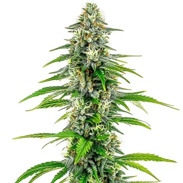 NYC Diesel Regular Seeds