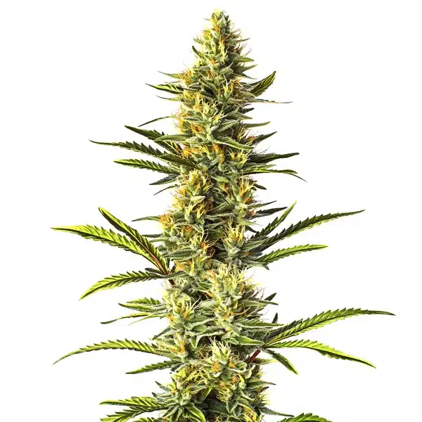 Orange Cream Seeds