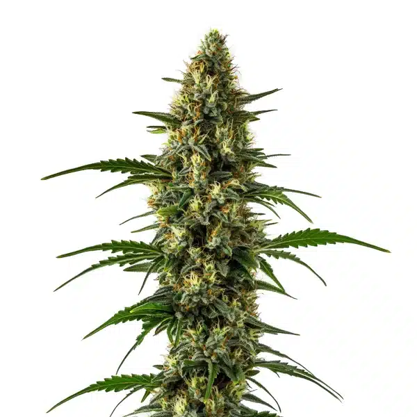 Orange x Skunk Seeds