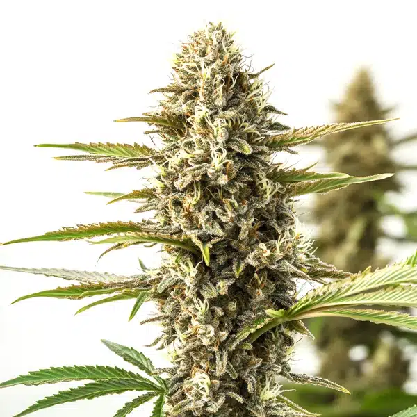 Orient Auto Seeds