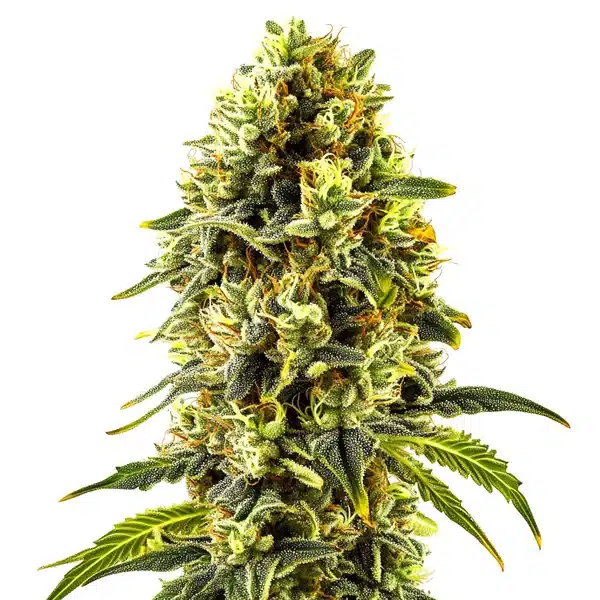 Original Cheese Seeds