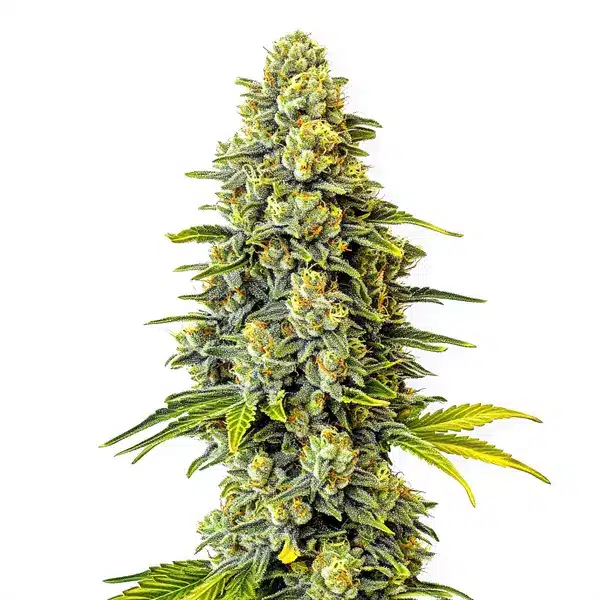 Original Glue Seeds